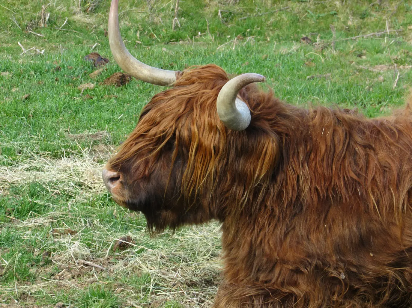 A shaggy Highland cow in a pasture