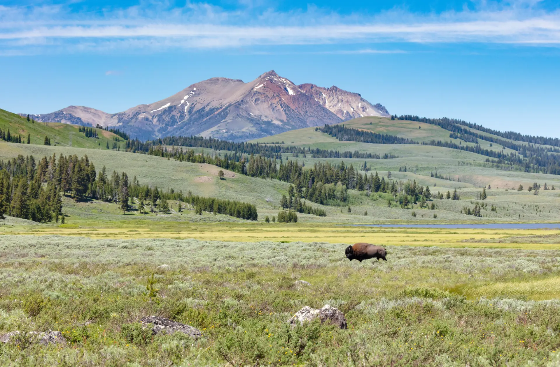 A bison roaming a wide valley beneath the mountains
