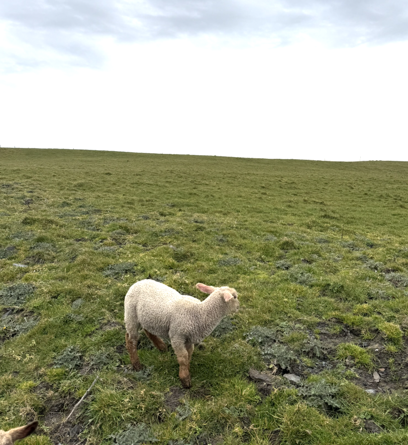A lamb grazing in the fields near the Cliffs of Moher